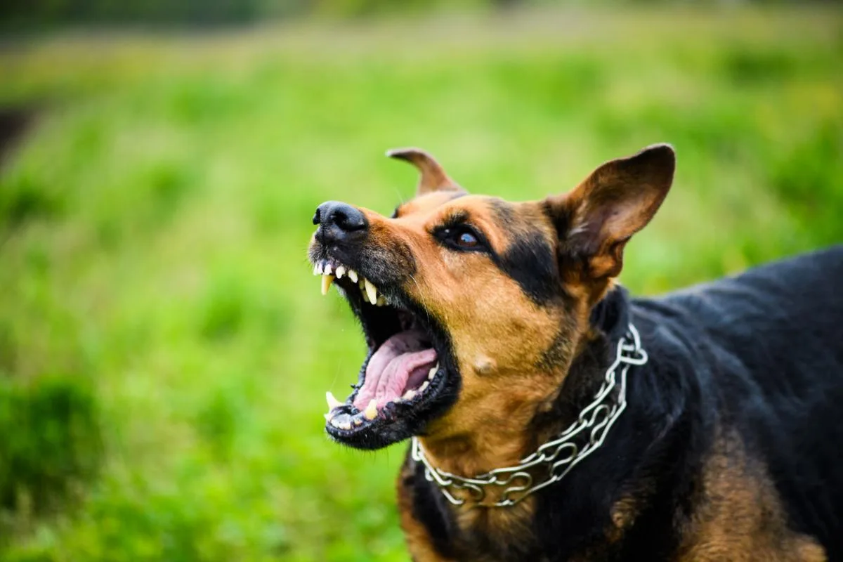 What Should I Do When I've Been Bit by a Dog?